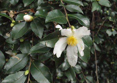 PB101285.JPG
